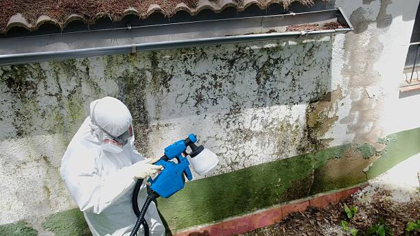 Trusted Basement Mold Remediation service in Decatur, IL - Cheap Mold Removal